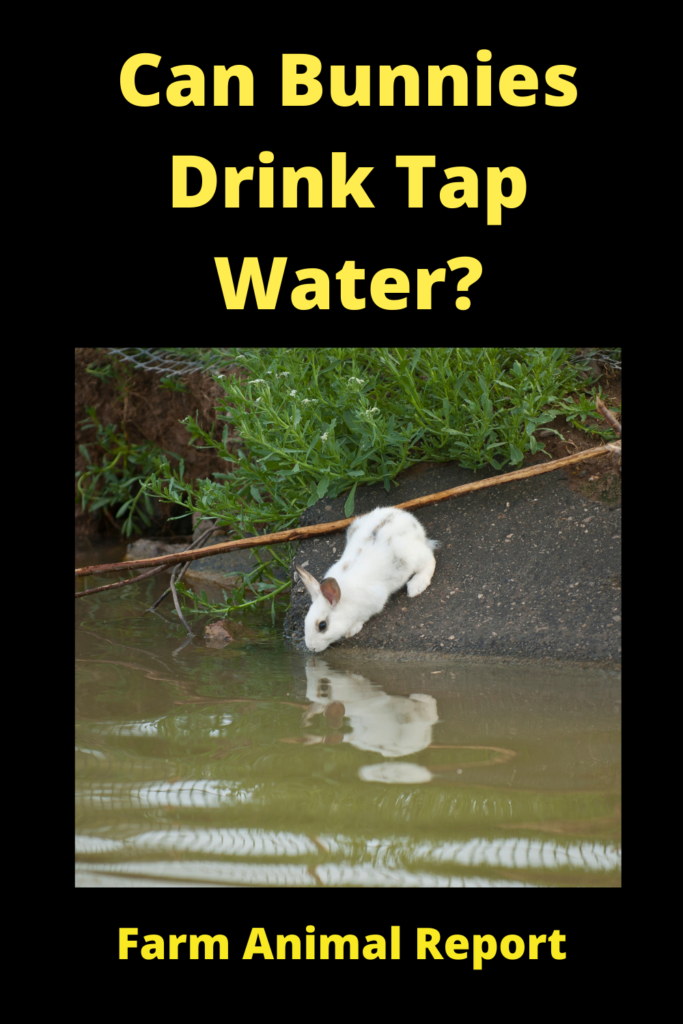 Can Rabbits Drink Tap Water? (2023) **THIRSTY** 4