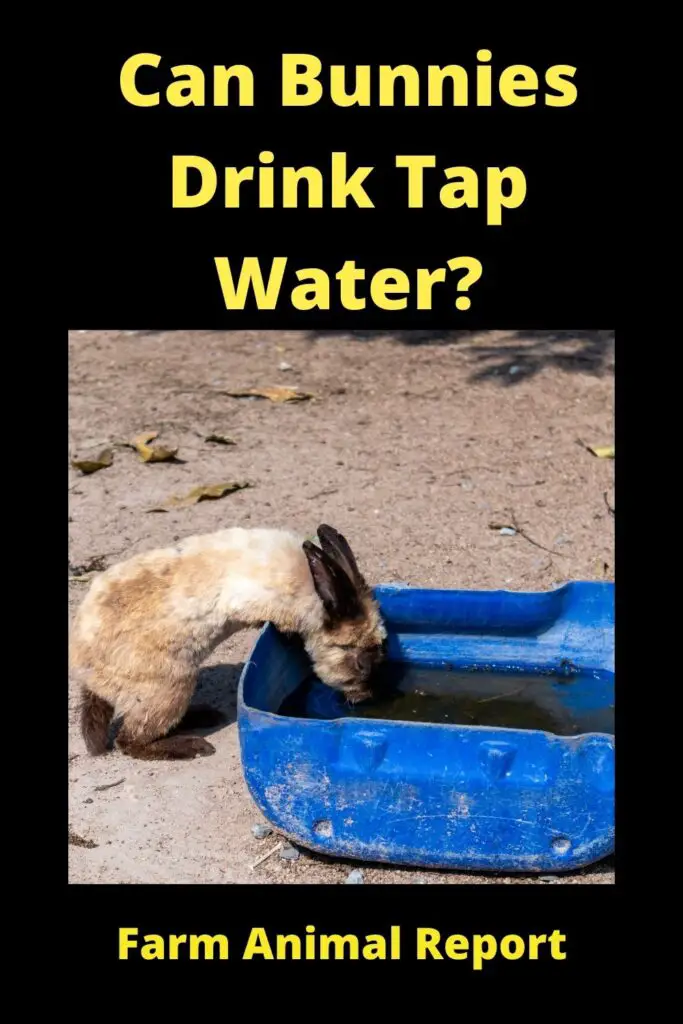 Can Rabbits Drink Tap Water? **THIRSTY** 2