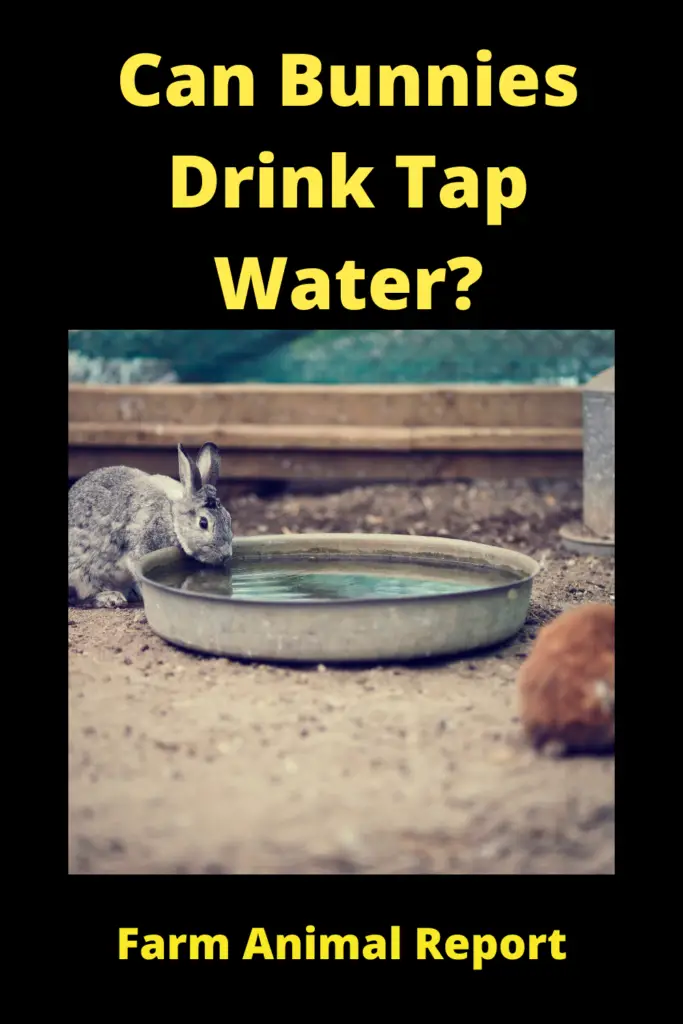 Can Rabbits Drink Tap Water? **THIRSTY** 1