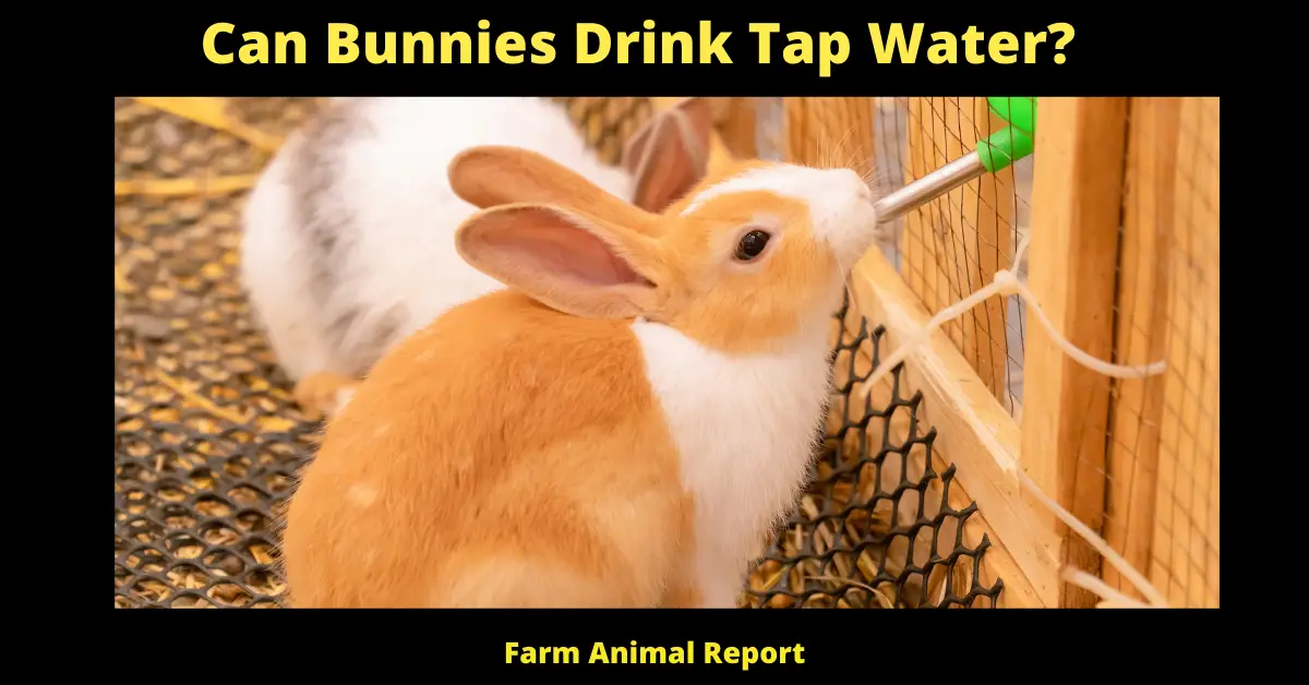 Can Bunnies Drink Tap Water?