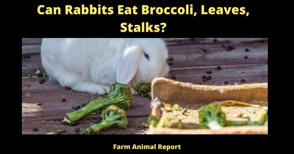 Can Rabbits Eat Broccoli Stalks, Leaves,? **VEGAN** 1