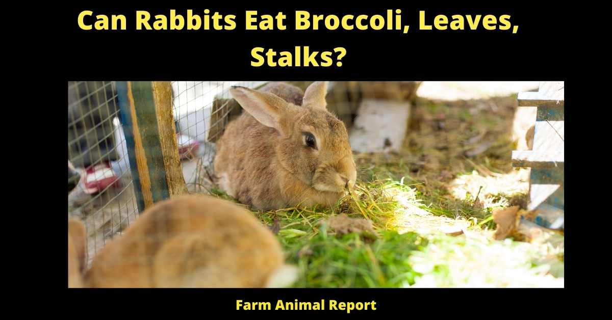 Can Rabbits Eat Broccoli Stalks, Leaves,? **VEGAN** 2
