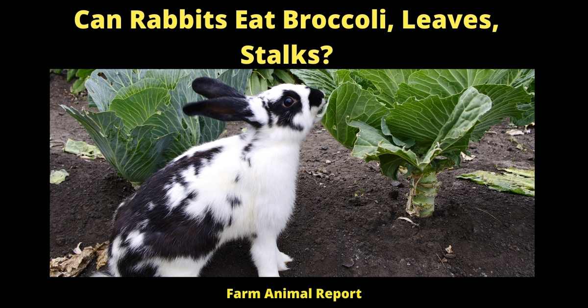 Can Rabbits Eat Broccoli Stalks, Leaves,? **VEGAN** 3