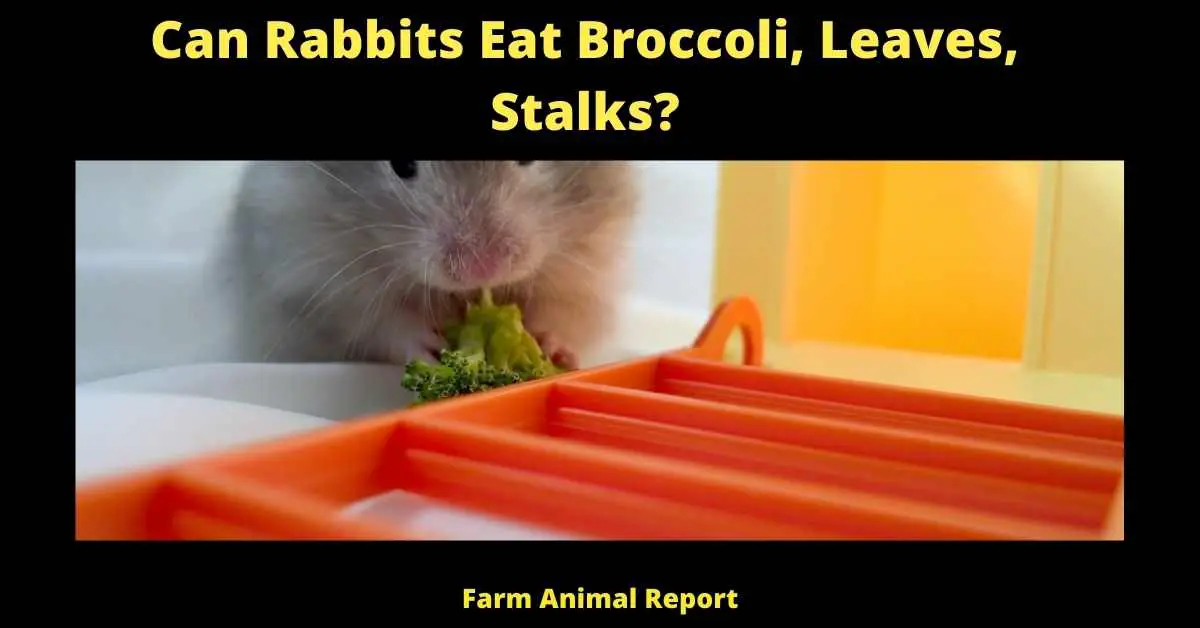 Can Rabbits Eat Broccoli, Leaves, Stalks