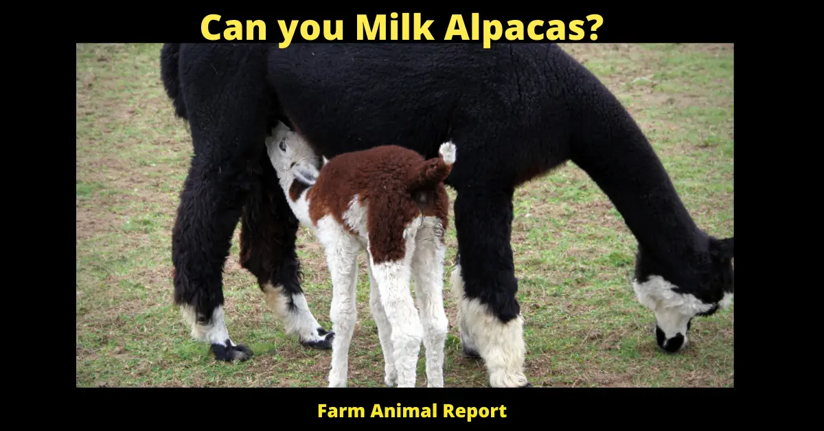 Can you Milk Alpacas?