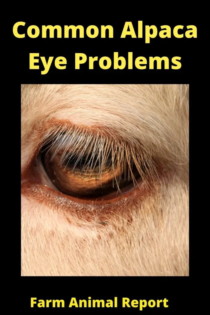 Alpaca Eyes Common Problems (Updated 2023) 2