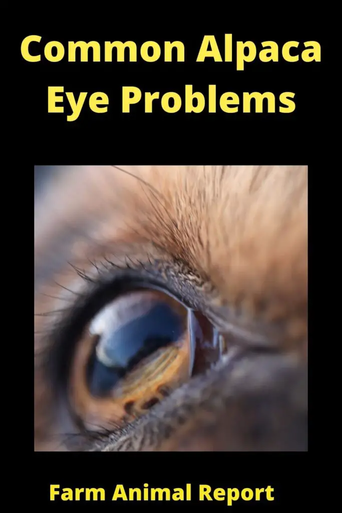 Alpaca Eyes Common Problems (Updated 2022) 3