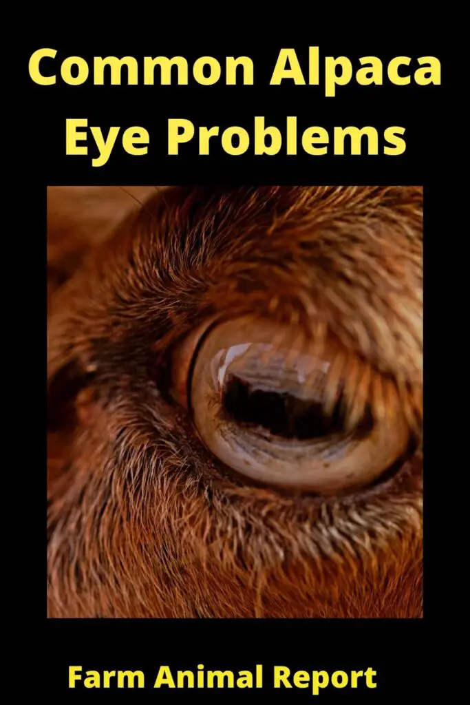 Alpaca Eyes Common Problems (Updated 2022) 1
