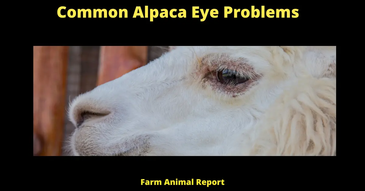 Common Alpaca Eye Problems