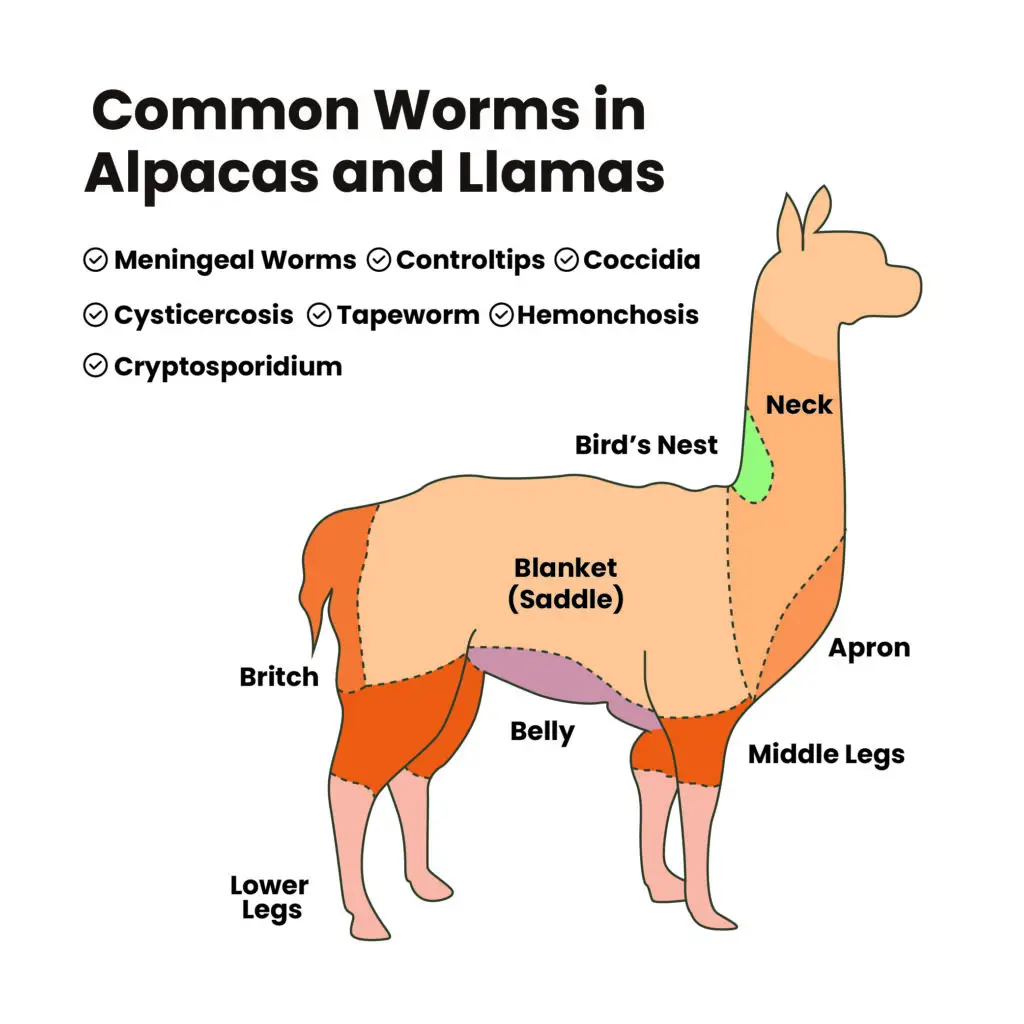 Common Worms in Alpacas and Llamas