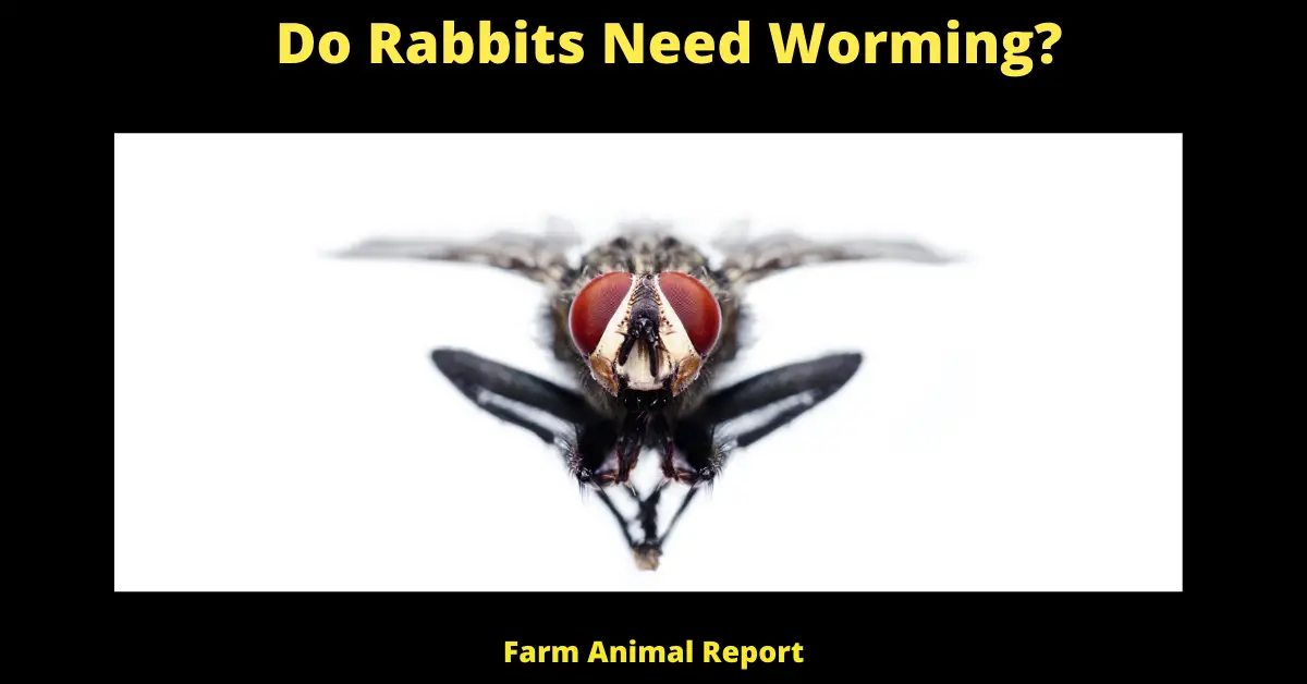 Do Rabbits Need Worming?