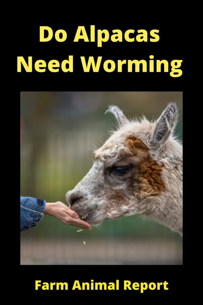 Do Alpacas Need **WORMING**? 1