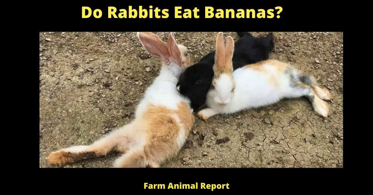 Can Bunnies Eat Bananas | Rabbit | Rabbits Bananas 2