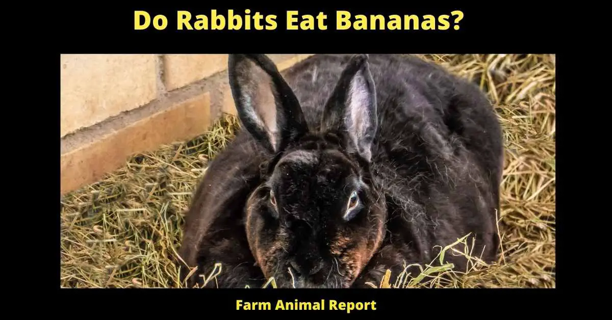 Can Bunnies Eat Bananas | Rabbit | Rabbits Bananas 3