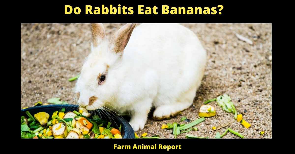 Do Rabbits Eat Bananas?