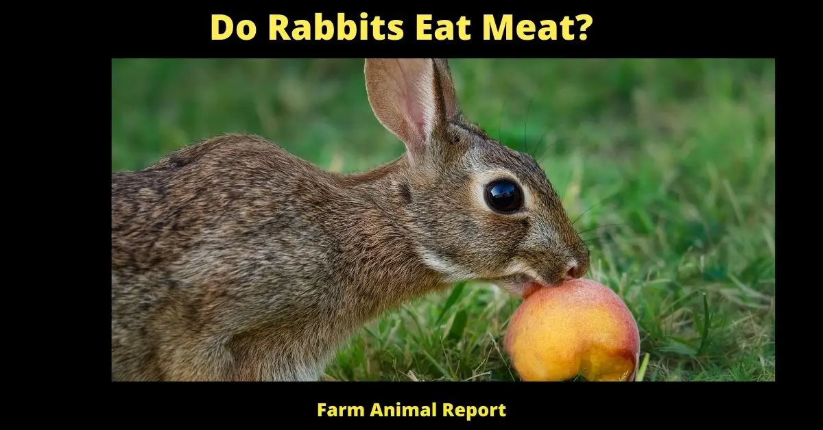 Do Rabbits Eat Meat | Meat | Eating | Rabbits | Eat 2