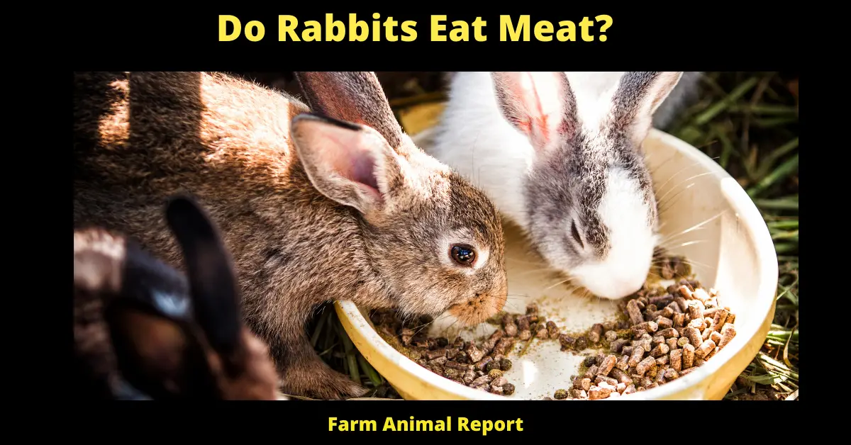 Do Rabbits Eat Meat