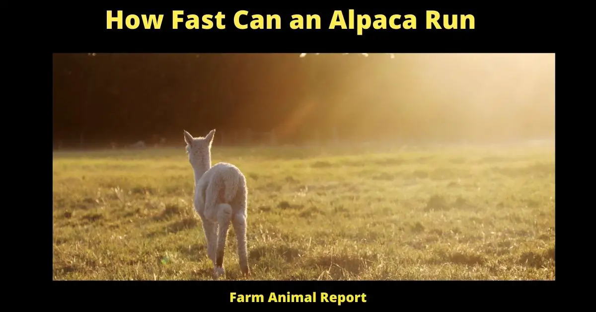 How Fast Can an Alpaca **RUN**? 2