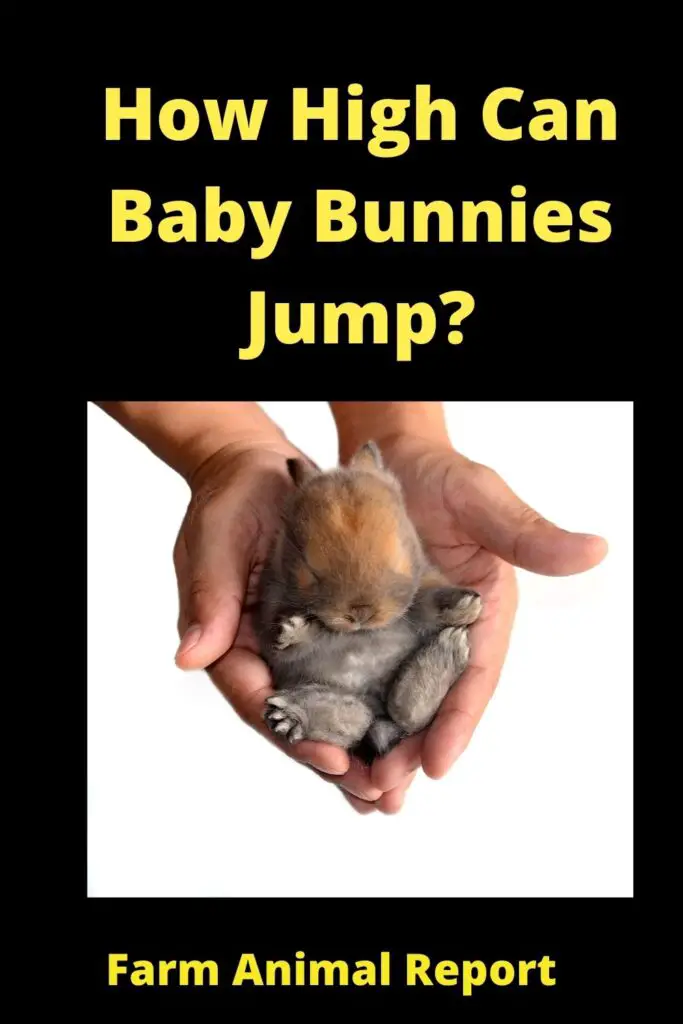 How High Can Baby Bunnies Jump? (2022) 2