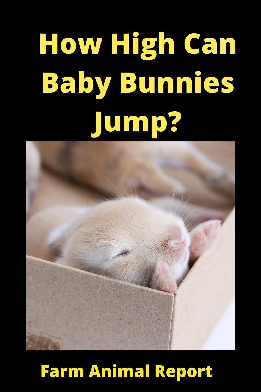 How High Can Baby Bunnies Jump? (2024)