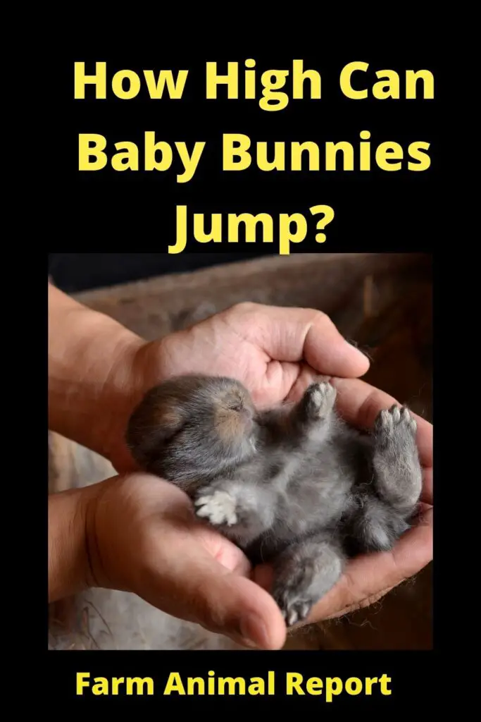 How High Can Baby Bunnies Jump? (2022) 1