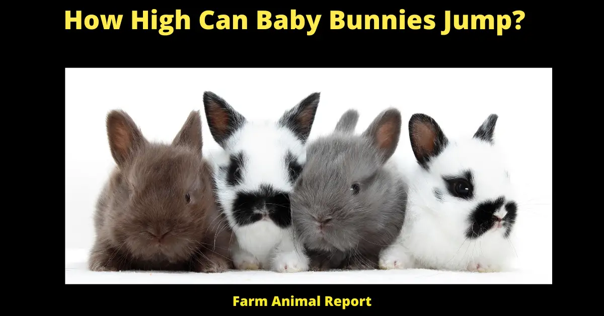 How High Can Baby Bunnies Jump?