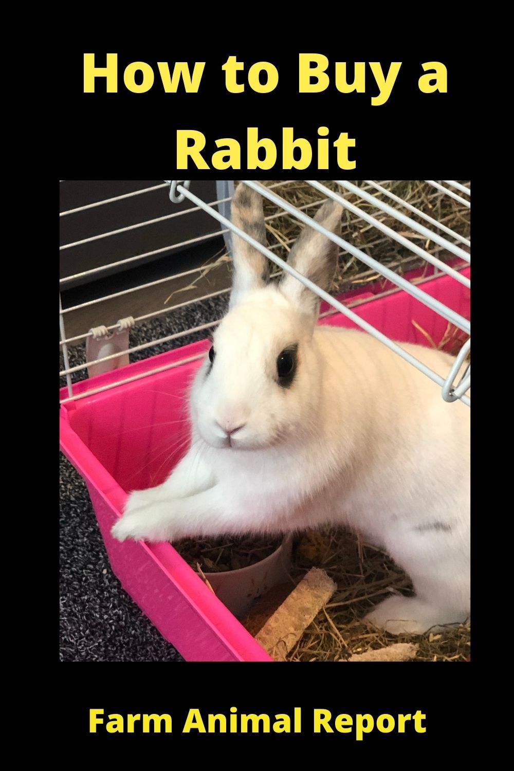 How To Buy A Rabbit: Step-by-Step Guide