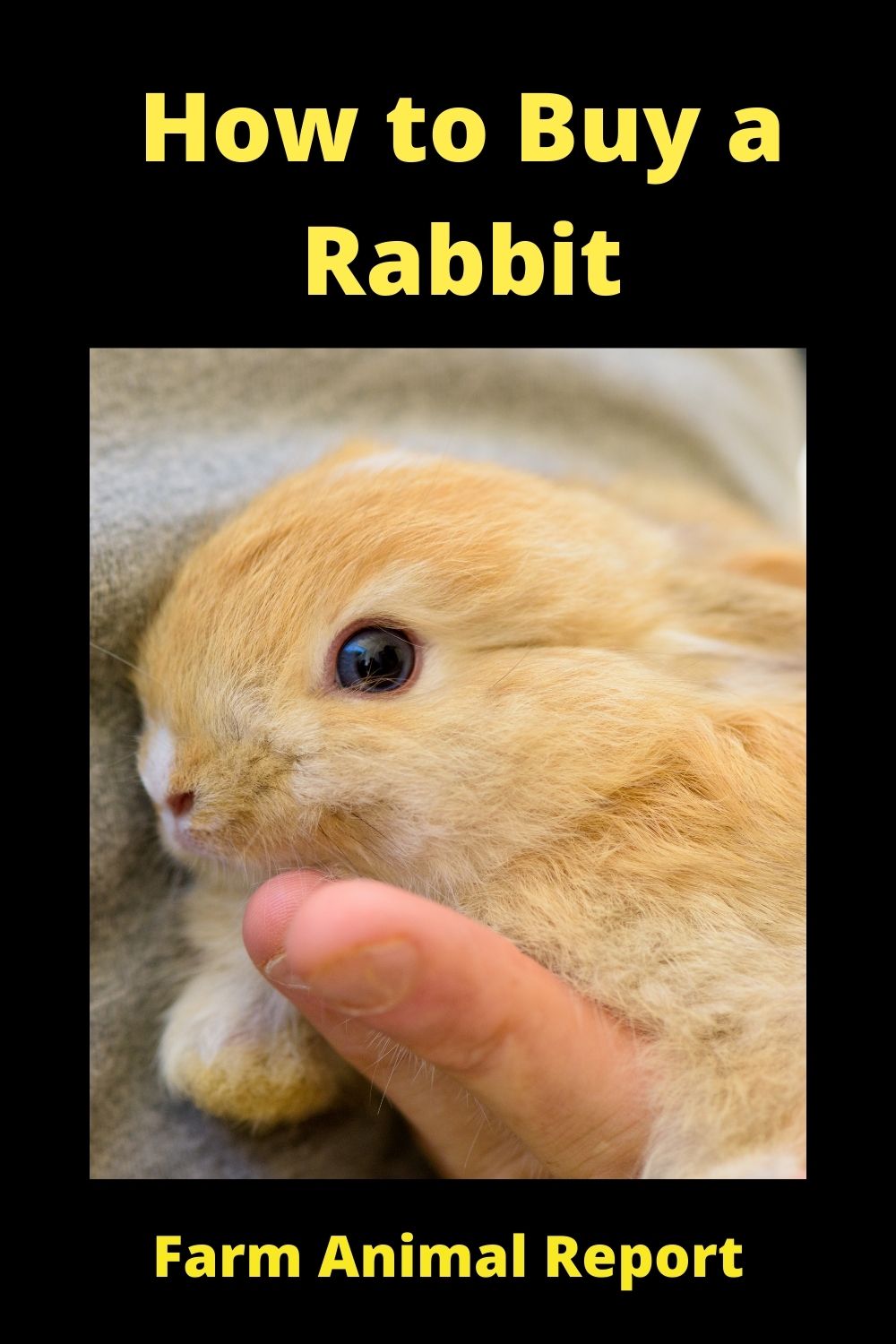 How To Buy A Rabbit: Step-by-Step Guide