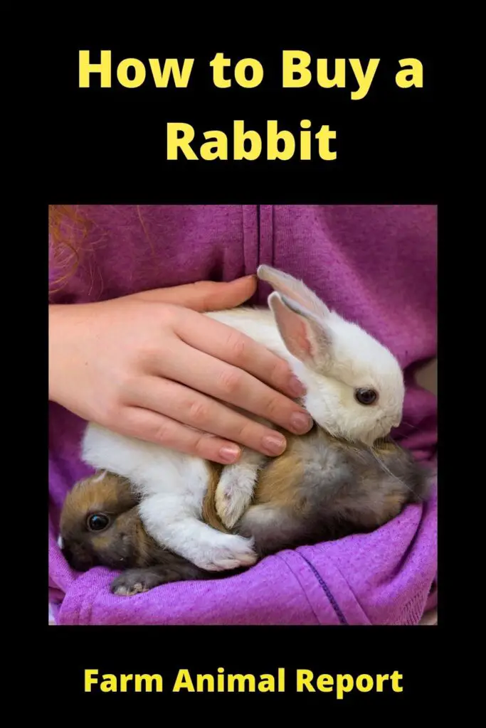 How to Buy a Rabbit: Step-by-Step Guide 2