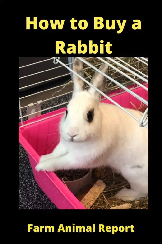 How to Buy a Rabbit: Step-by-Step Guide 3