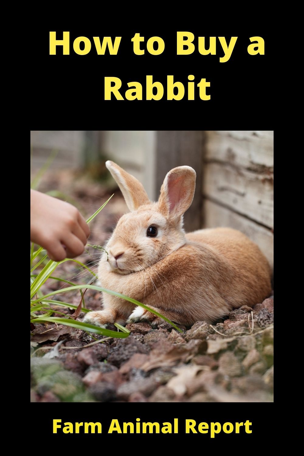 How To Buy A Rabbit StepbyStep Guide