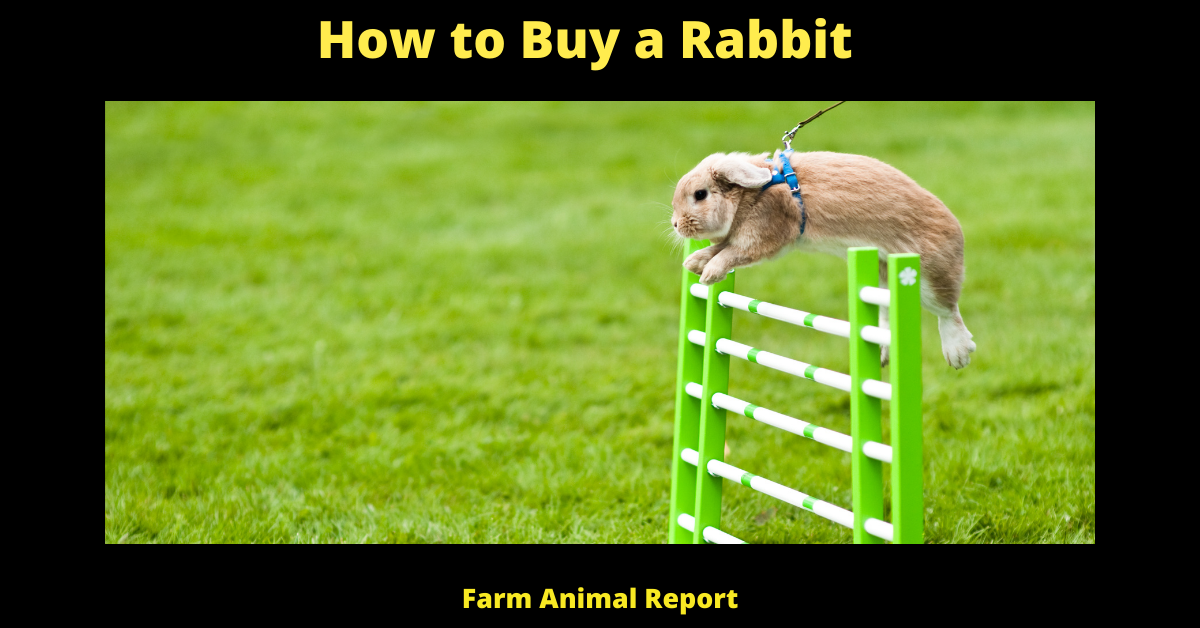 How to Buy a Rabbit
