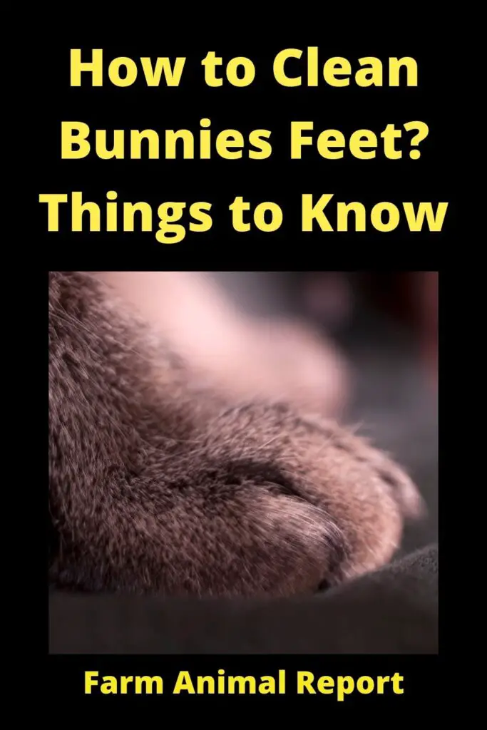 How to Clean Rabbit Feet -As any rabbit farmer knows, keeping your rabbits healthy and clean is crucial to their well-being. One important part of this is cleaning their feet on a regular basis. While there are many commercial products available, you can also use simple household items to clean your rabbits' feet. Here are three natural methods that are effective and easy to use.

 salt water: Mix 1 cup of warm water with 1/2 teaspoon of salt. Soak your rabbit's feet in the mixture for 10 minutes, then dry them off with a towel.

vinegar: Create a 50/50 mixture of vinegar and water. Using a cotton ball, apply the mixture to your rabbit's feet and let it sit for five minutes. Rinse the feet with warm water and dry them off.

baking soda: Make a paste by mixing baking soda with water. Rub the paste onto your rabbit's feet and let it sit for 10 minutes before rinsing it off. Towel dry the feet afterwards.

Whichever method you choose, be sure to do it r
how to clean rabbit feet
how to clean yellow rabbit feet
cleaning rabbit feet
clean rabbit feet
how to clean rabbit pee
how to clean a rabbit cage with vinegar
best way to clean a rabbit
how to clean rabbit
bottom of rabbit foot
how to clean a rabbit
