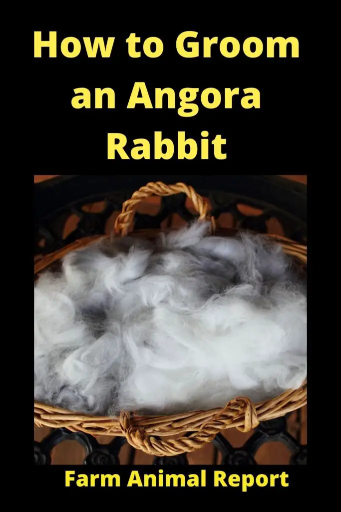 9 Easy Steps: Shave an Angora Rabbit | Angora Rabbits 2