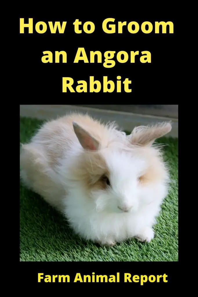 9 Easy Steps: Shave an Angora Rabbit | Angora Rabbits 1