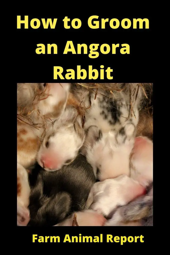 9 Easy Steps: Shave an Angora Rabbit | Angora Rabbits 3