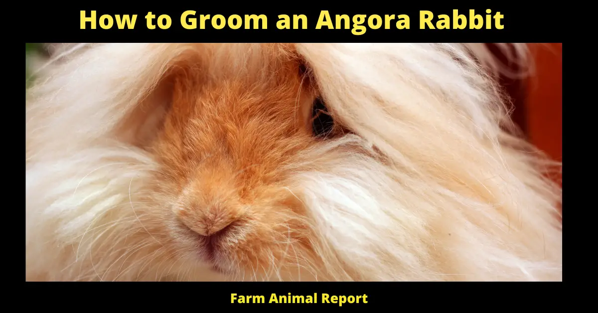 How to Groom an Angora Rabbit