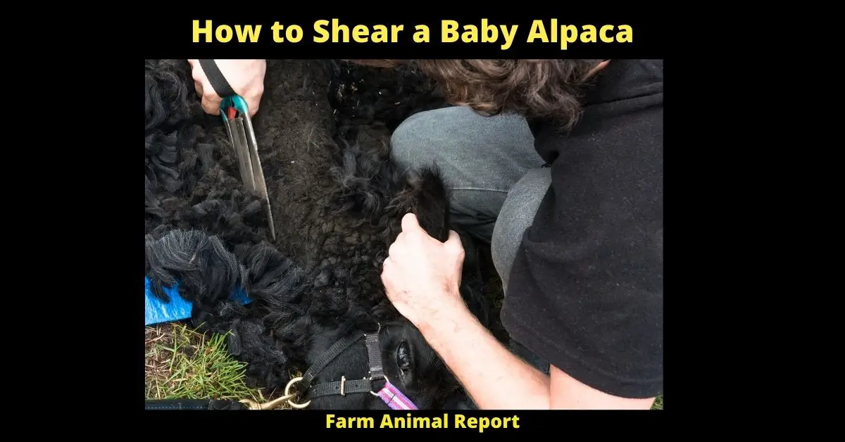 How to Shear a Baby Alpaca