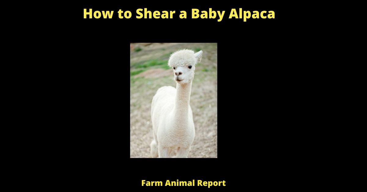 How to Shear a Baby Alpaca **SHEAR** 1