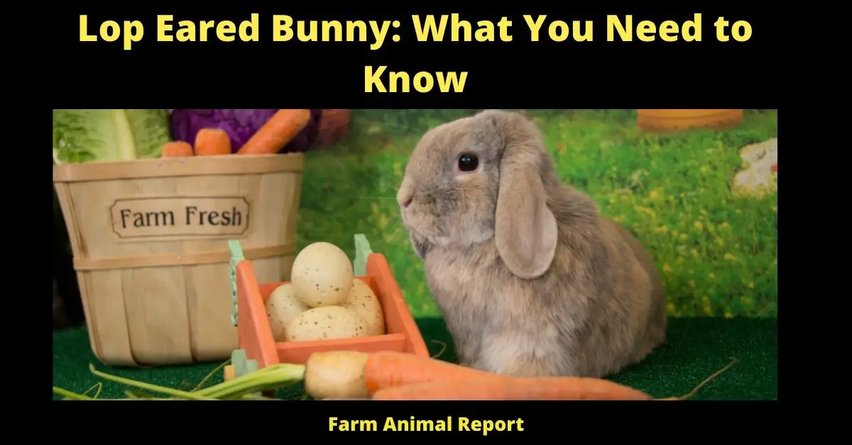 Lop Eared Rabbit Lifespan: What You Need to Know**CUTE** 3