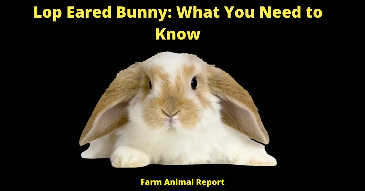 Lop Eared Bunny: What You Need to Know