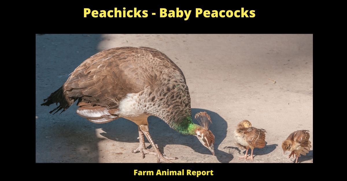 Peachicks - Baby Peacocks **NEWBORN** 1