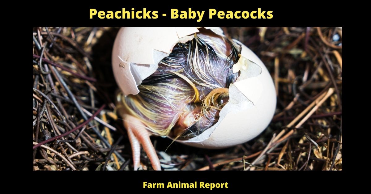 Peachicks - Baby Peacocks **NEWBORN** 2