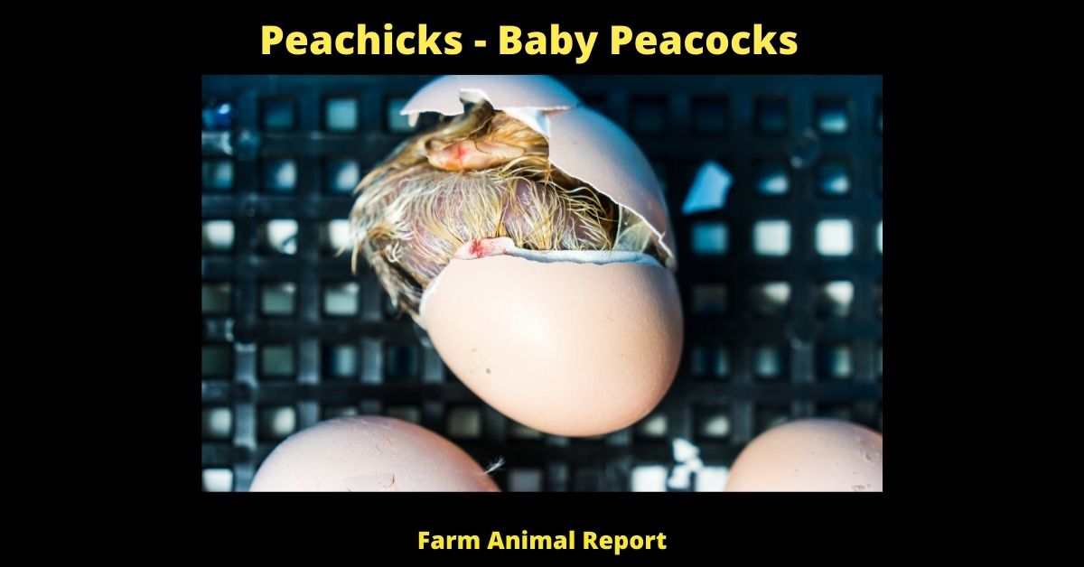 Peachicks - Baby Peacocks **NEWBORN** 3