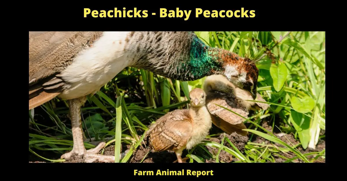 Peachicks - Baby Peacocks