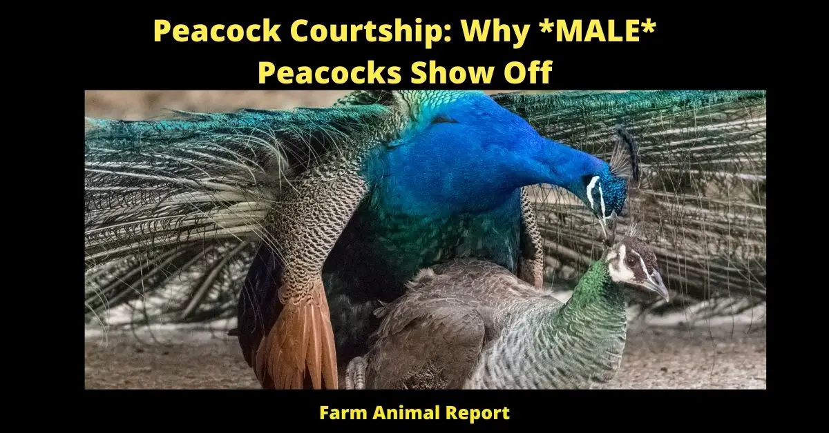 Peacock Courtship: Why *MALE* Peacocks Show Off 1