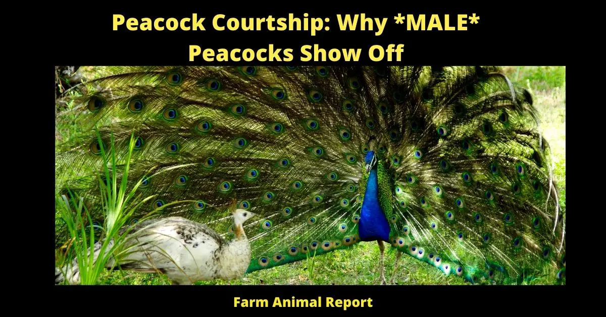 Peacock Courtship: Why *MALE* Peacocks Show Off
