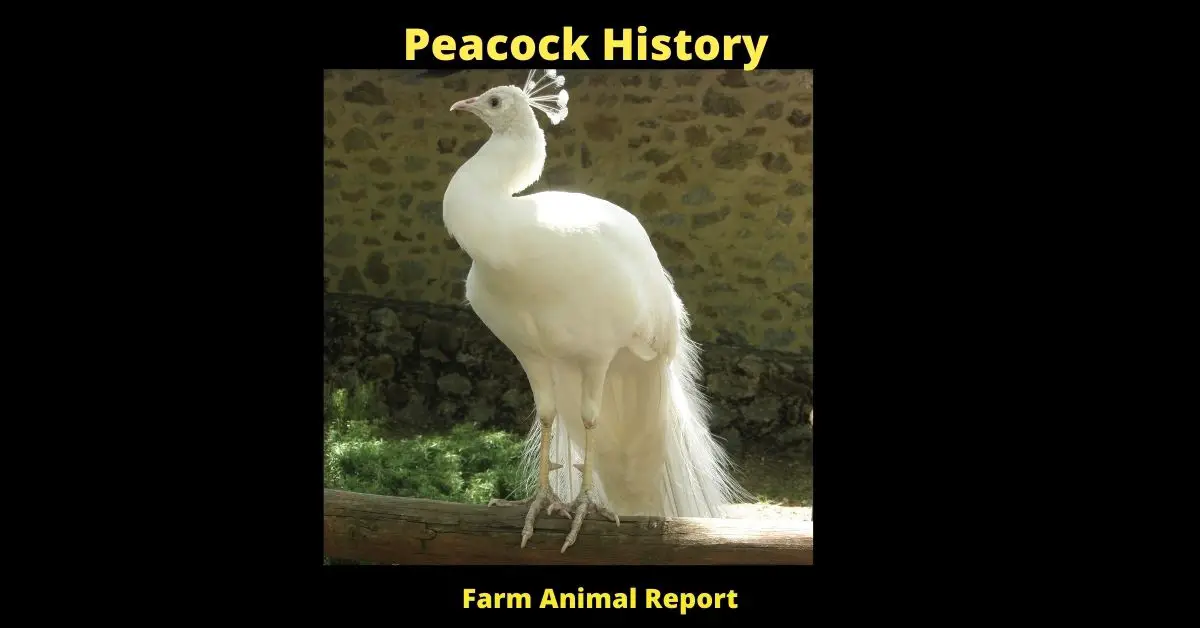 Peacock: A History of Glamorous Grace **PLEASE BOW** 1