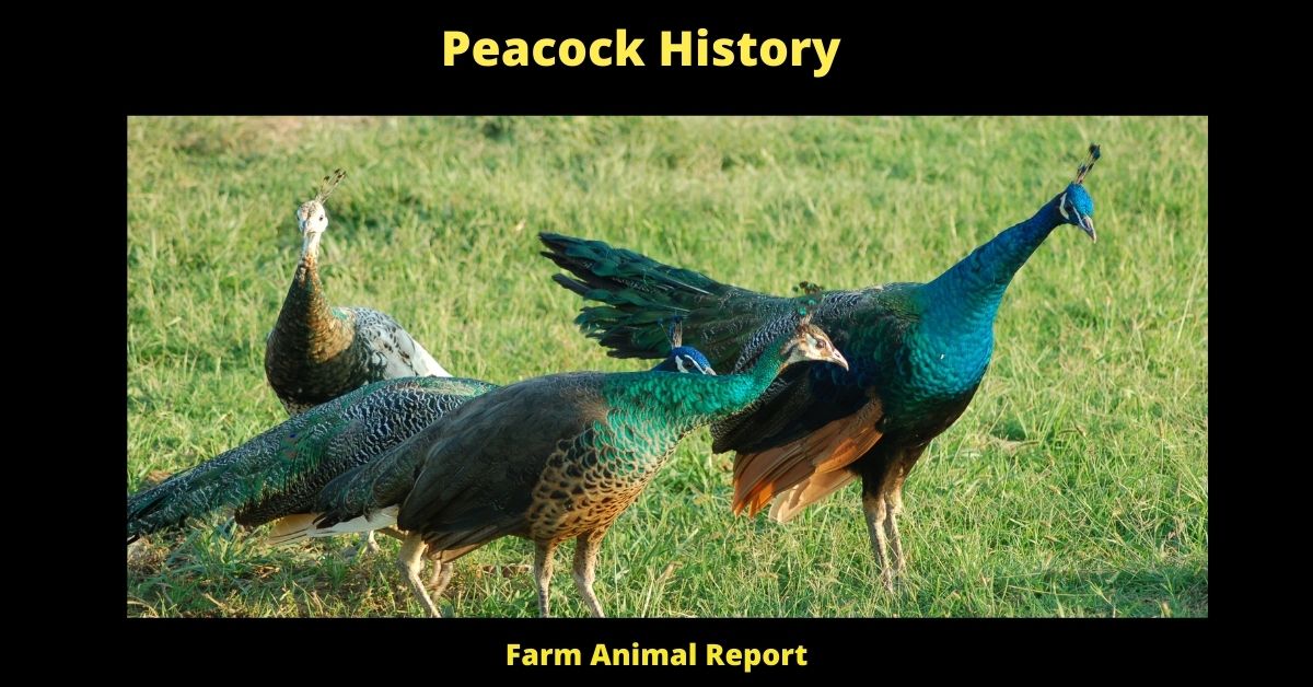 Peacock: A History of Glamorous Grace **PLEASE BOW** 2