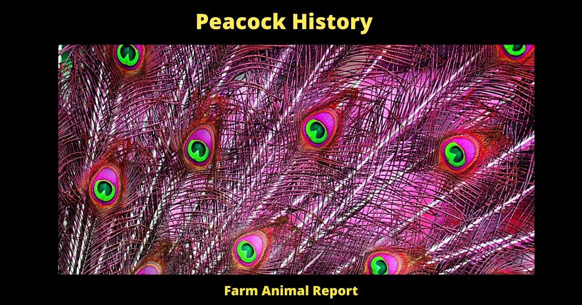 Peacock: A History of Glamorous Grace **PLEASE BOW** 3